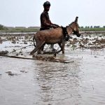 A farmer preparing the field with help of donkey for rice crop near Miro Khan Road