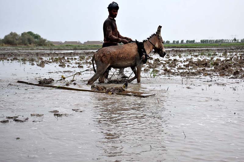 A farmer preparing the field with help of donkey for rice crop near Miro Khan Road