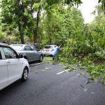 A huge tree fallen on Mall Road due to heavy rain and strong wind affects the flow of traffic