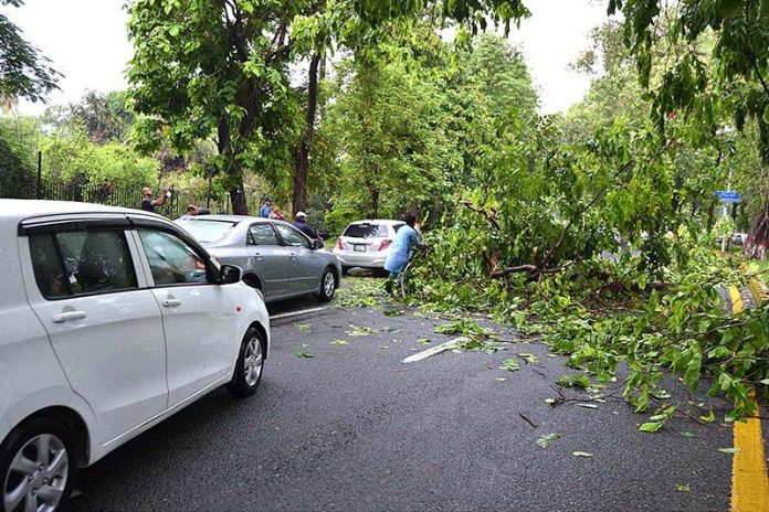 A huge tree fallen on Mall Road due to heavy rain and strong wind affects the flow of traffic