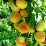 DG Agri inspects peach orchards in Swat
