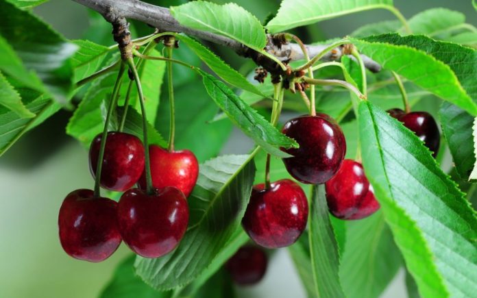 China approves Pakistani cherry orchards for export