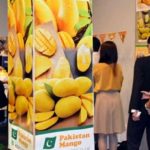 Pakistani mangoes