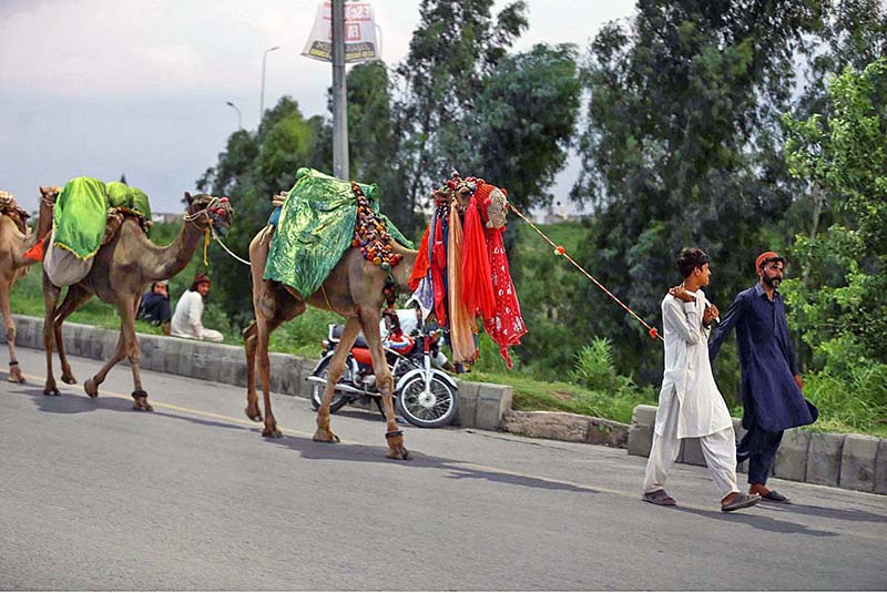 Vendors along with decorated camels shuttling on the road searching for customers for ride at KhanaPul