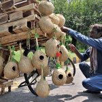 A vendor arranging and displaying bird’s nests and wooden base stand for refrigerator on his bicycle to attract the customers in Federal Capital.