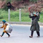 A woman crossing road while carrying bundle of dry branches of tree for domestic use in Federal Capital