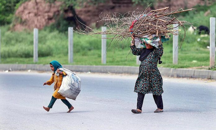 A woman crossing road while carrying bundle of dry branches of tree for domestic use in Federal Capital