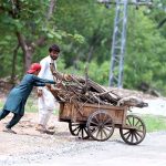 A youngester on the way pushing a handcart loaded with branches of trees at Chak Shahzad Road in the Federal Capital