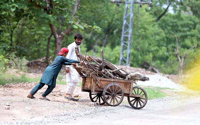 A youngester on the way pushing a handcart loaded with branches of trees at Chak Shahzad Road in the Federal Capital
