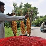 A vendor arranging and displaying fresh dates at his roadside setup in Federal Capital
