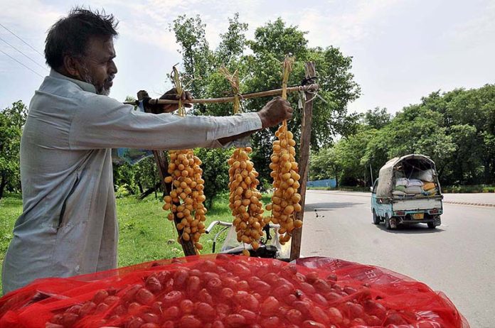 A vendor arranging and displaying fresh dates at his roadside setup in Federal Capital A vendor arranging and displaying fresh dates at his roadside setup in Federal Capital