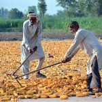 Labourers spreading corn cobs for drying purpose