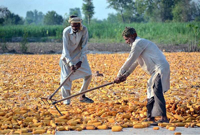 Labourers spreading corn cobs for drying purpose