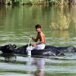 A person enjoying buffalo riding in the water pond at Site area