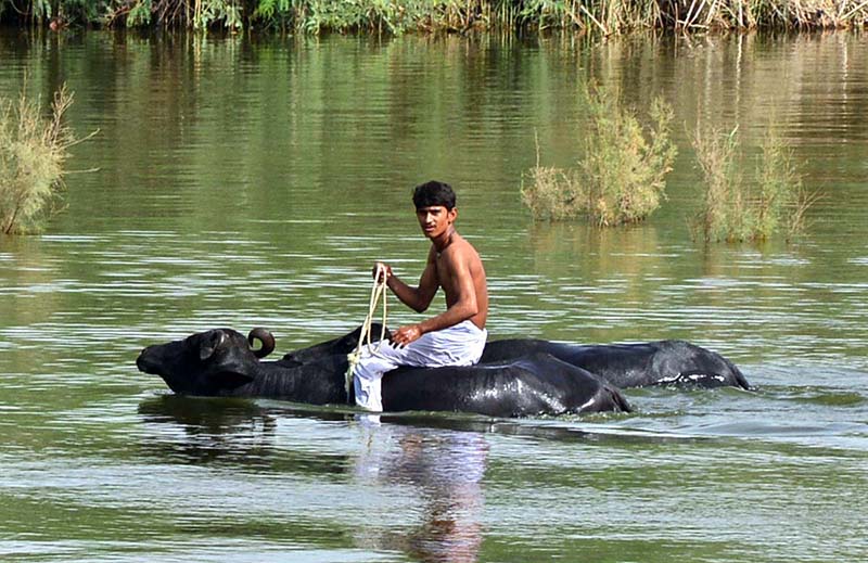 A person enjoying buffalo riding in the water pond at Site area