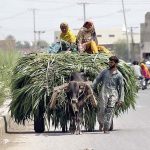 Ladies traveling on the bull cart loaded with green fodder for animals
