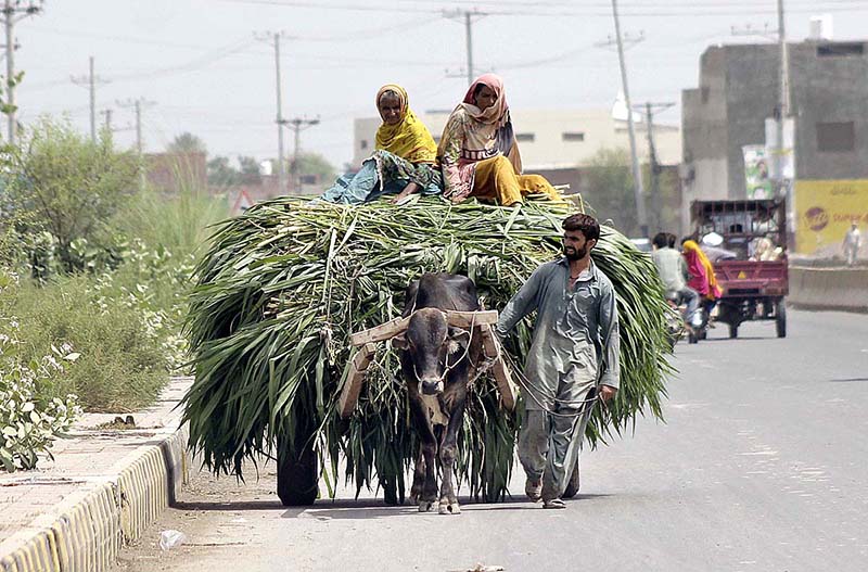 Ladies traveling on the bull cart loaded with green fodder for animals