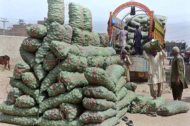 Labourers busy in unloading sacks of potatoes from delivery truck at Vegetable Market