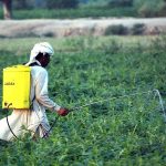 A farmer spraying pesticides on the crop in his field