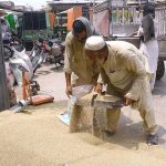 Laborers busy in filling sacks of pearl millet at Gur Mandi area