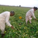 Farmers busy in plucking vegetable from field to transport to vegetable market.