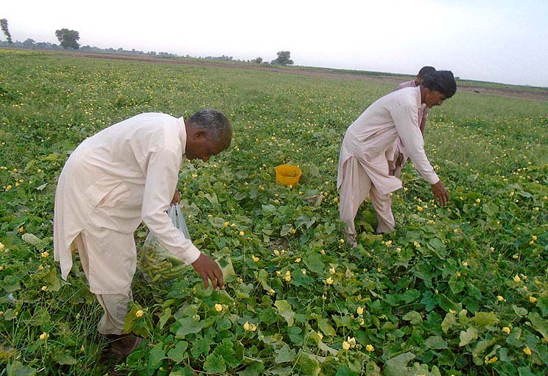 Farmers busy in plucking vegetable from field to transport to vegetable market.