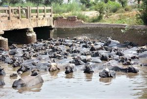 A herd of buffaloes bathing in water canal