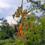 A view of red wasp sitting on branch of tree