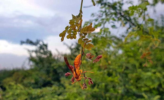 A view of red wasp sitting on branch of tree A view of red wasp sitting on branch of tree