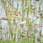 A migratory bird in a farm field