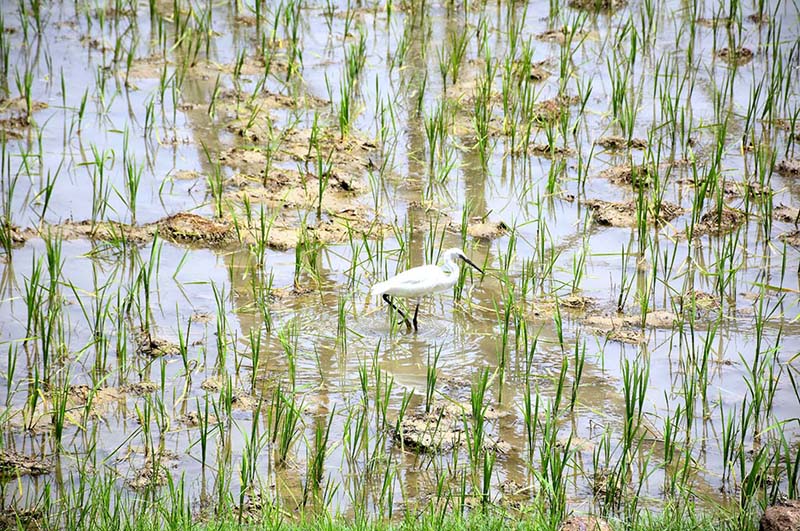 A migratory bird in a farm field