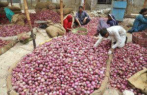 Labourers busy in sorting onions for delivery to other markets at Subzi Mandi