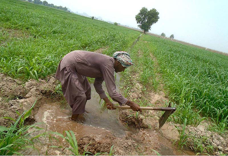 Farmers busy in plucking vegetable from field to transport to vegetable market.
