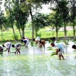 Farmers seedling the rice crop on their field.