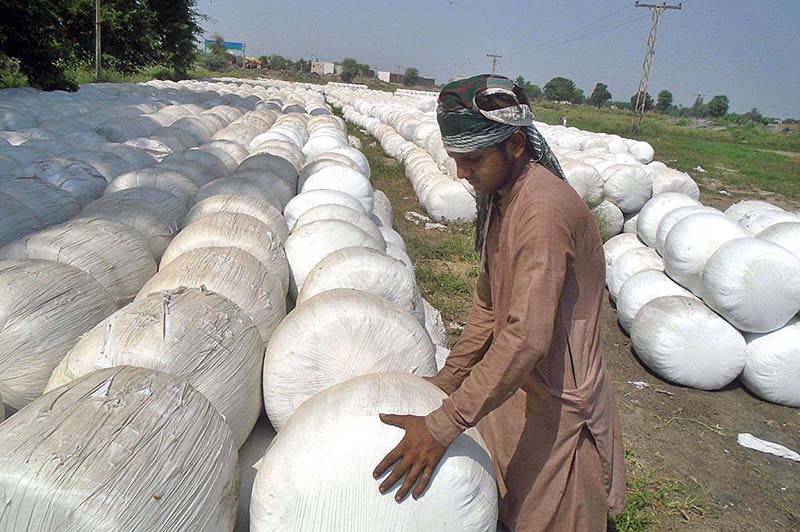 A man arranging animal fodder to deliver other cities