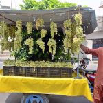 Vendor is displaying fruit Grapes to attract customers at the roadside