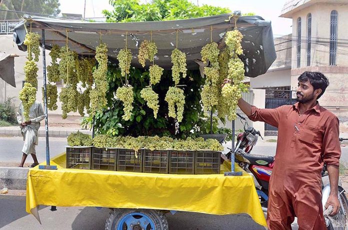 Vendor is displaying fruit Grapes to attract customers at the roadside