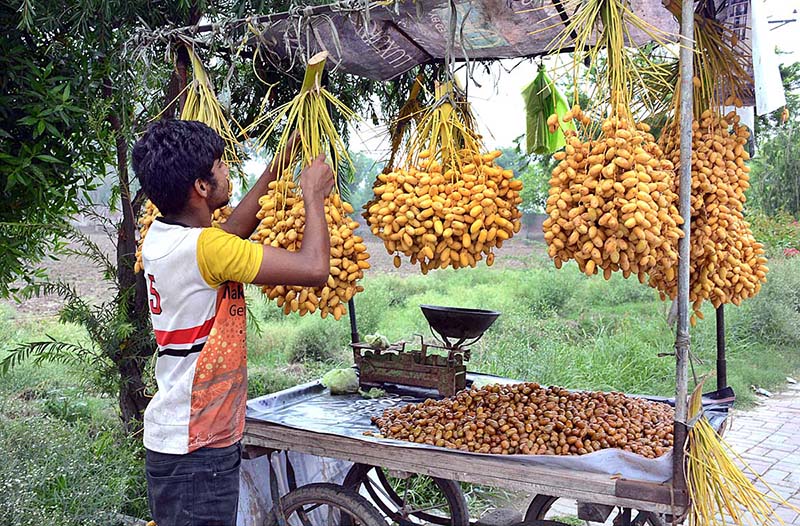 A vendor displaying fresh dates to attract the customers at his roadside setup in Federal Capital
