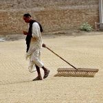 Labourer is busy spreading rice for drying in the field.
