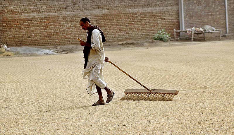 Labourer is busy spreading rice for drying in the field.