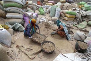 Women workers busy in cleaning pulses at their workplace at Site area