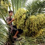A child is plucking fresh dates from a palm tree