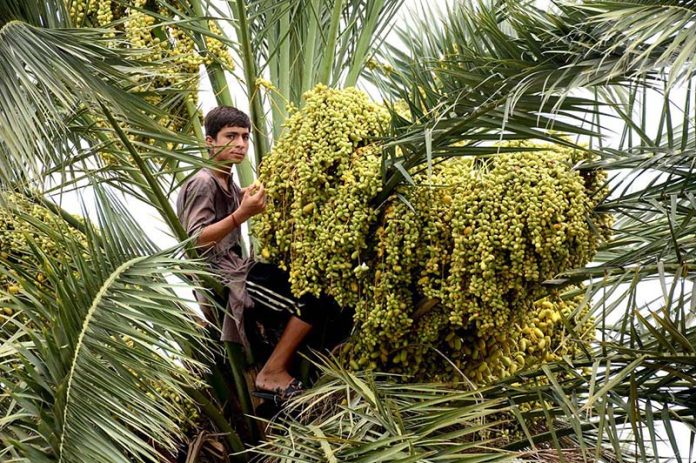 A child is plucking fresh dates from a palm tree A child is plucking fresh dates from a palm tree