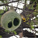 A beautiful bird preparing nest on a tree