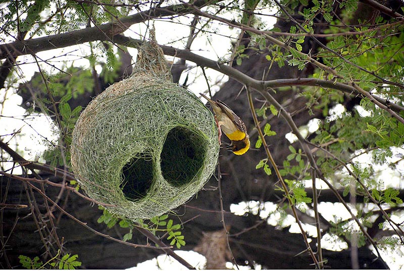A beautiful bird preparing nest on a tree