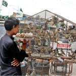 A young vendor carrying fresh coconut while keenly watching birds displayed by vendor at Pathan Colony Road