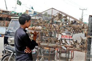 A young vendor carrying fresh coconut while keenly watching birds displayed by vendor at Pathan Colony Road