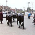 Buffaloes freely walking on road creating hurdle in smooth flow of traffic to needs the attention of the concerned authorities