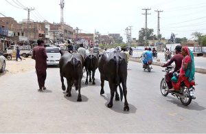 Buffaloes freely walking on road creating hurdle in smooth flow of traffic to needs the attention of the concerned authorities