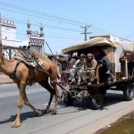 Camel cart holder on the way loaded with household items